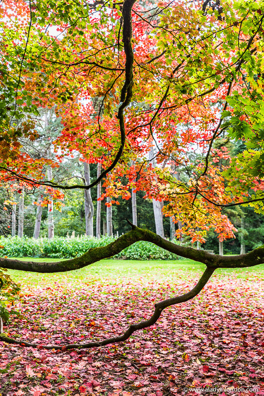 Westonbirt Arboretum in the UK Autumn
