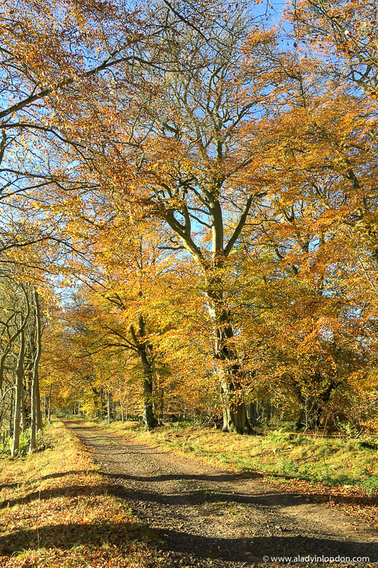 Autumn Leaves in the Scottish Borders