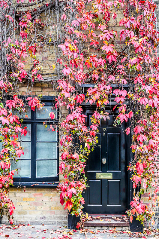 Autumn Leaves over a Door in Kynance Mews, London