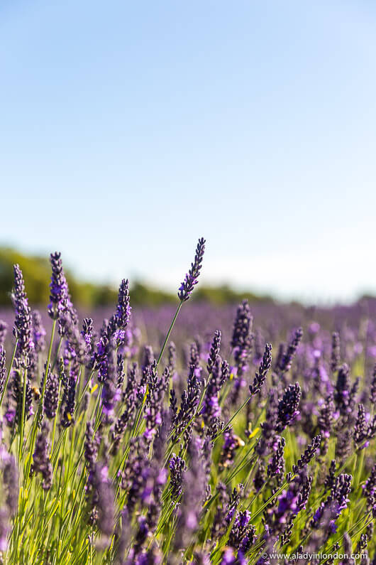 Lavender Field near London