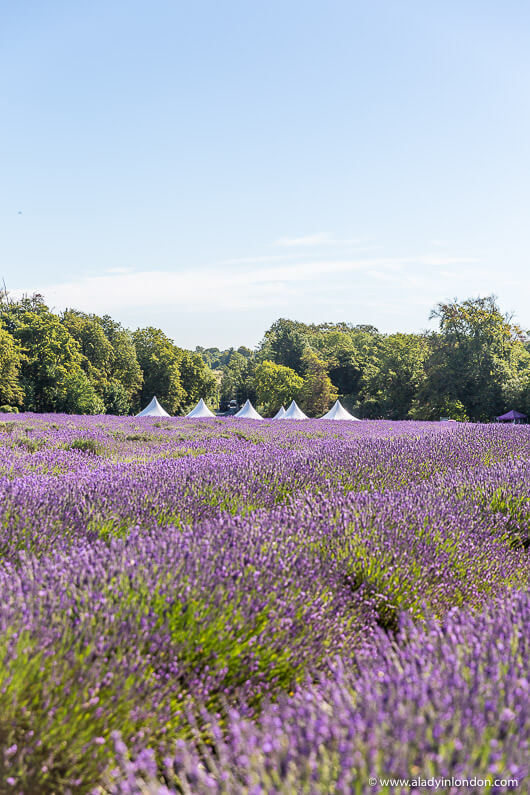 Tents in a Lavender Field in Surrey