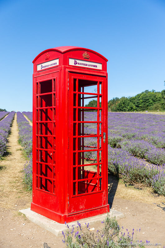 Red Phone Box in a Lavender Field