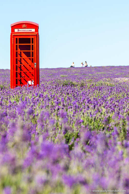 Red Phone Box in a Lavender Field Near London