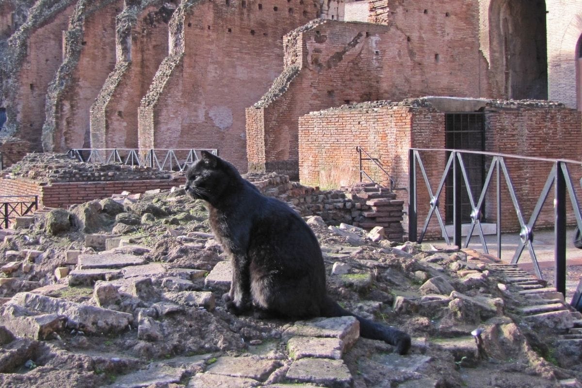 Cat at the Colosseum in Rome