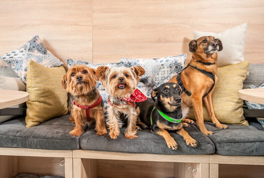 The perfect dog-friendly eating places in Las Vegas