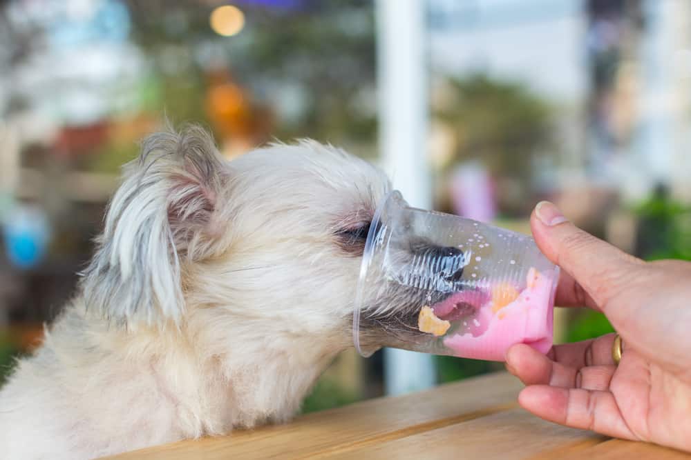 The perfect dog-friendly eating places in Los Angeles