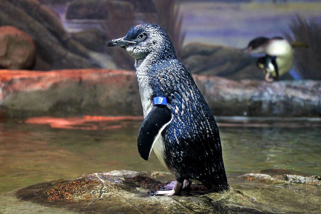 Penguin at Adventure Aquarium, New Jersey