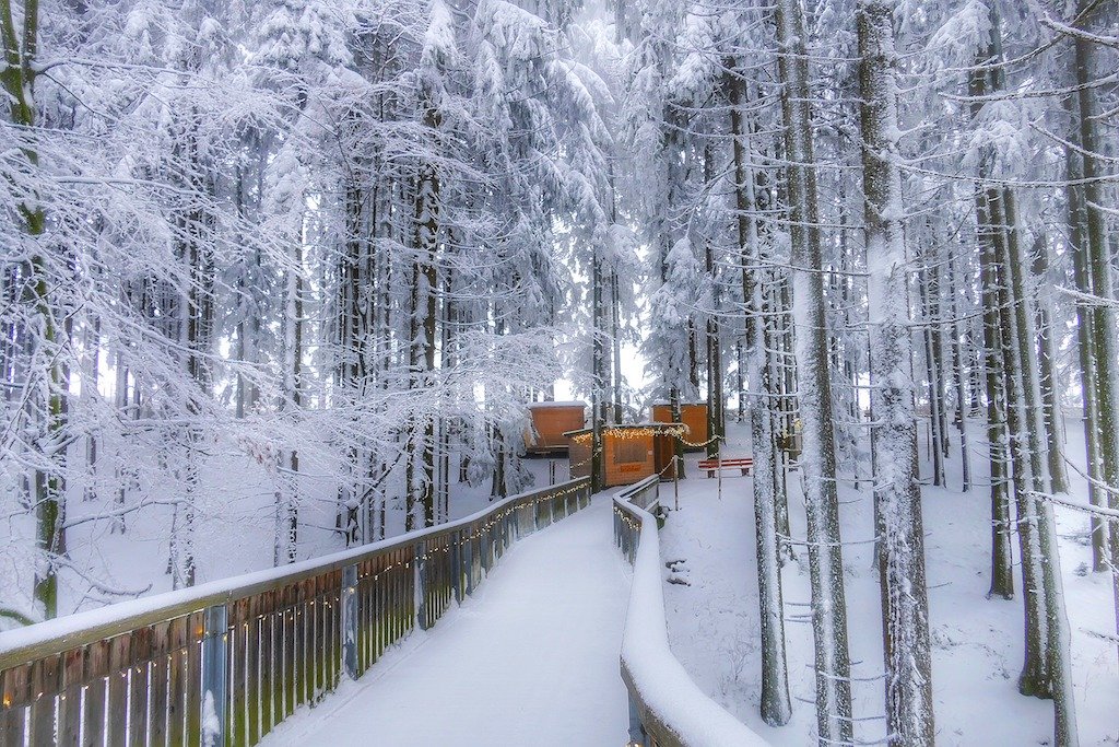Snow Bavarian Forest