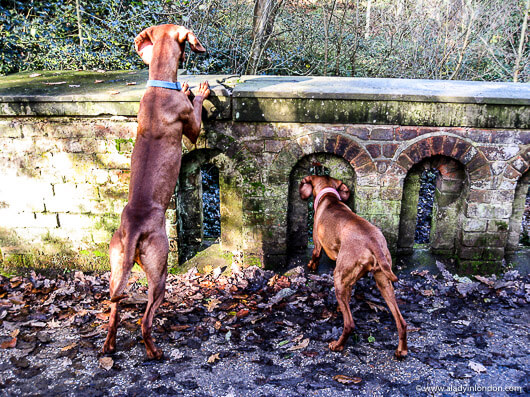Dogs in Hampstead Heath