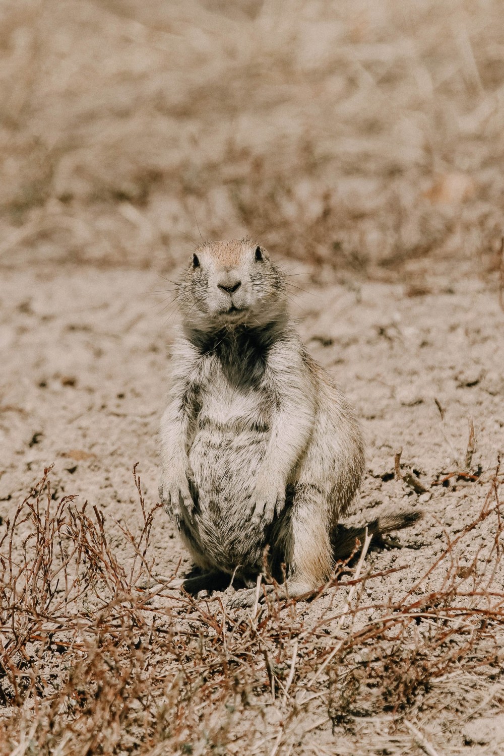Best Things To Do In Badlands National Park (19)
