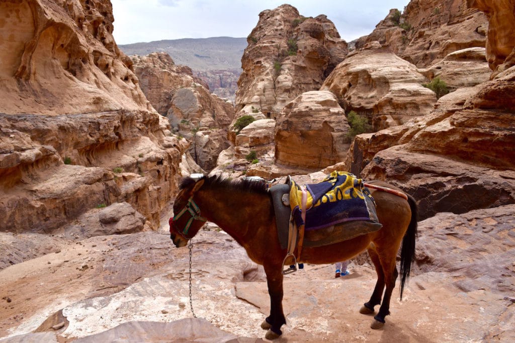 Donkey on the route in Petra, Jordan
