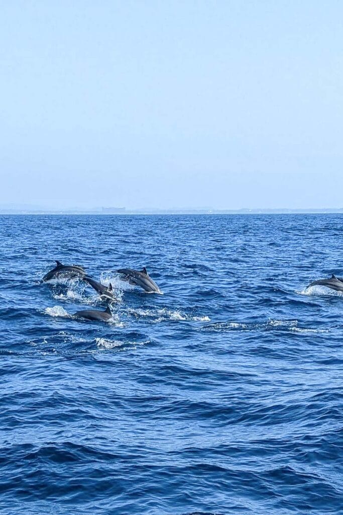 dolphins in mirissa