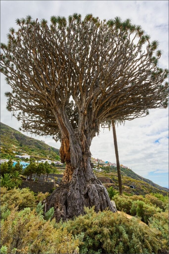 el drago, Tenerife
