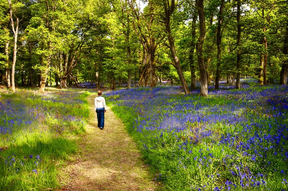 Bluebells in Kent