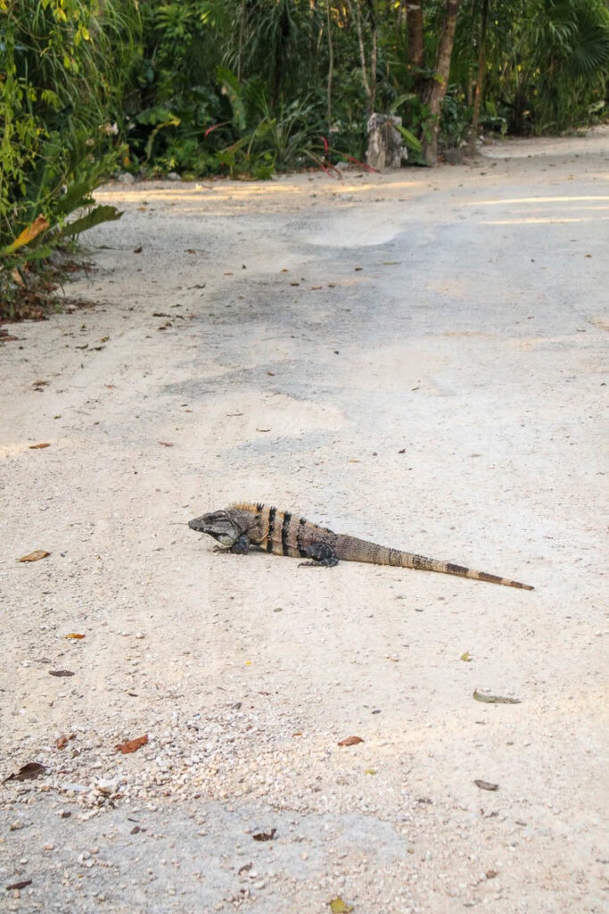 Lizard at Wakax Hacienda